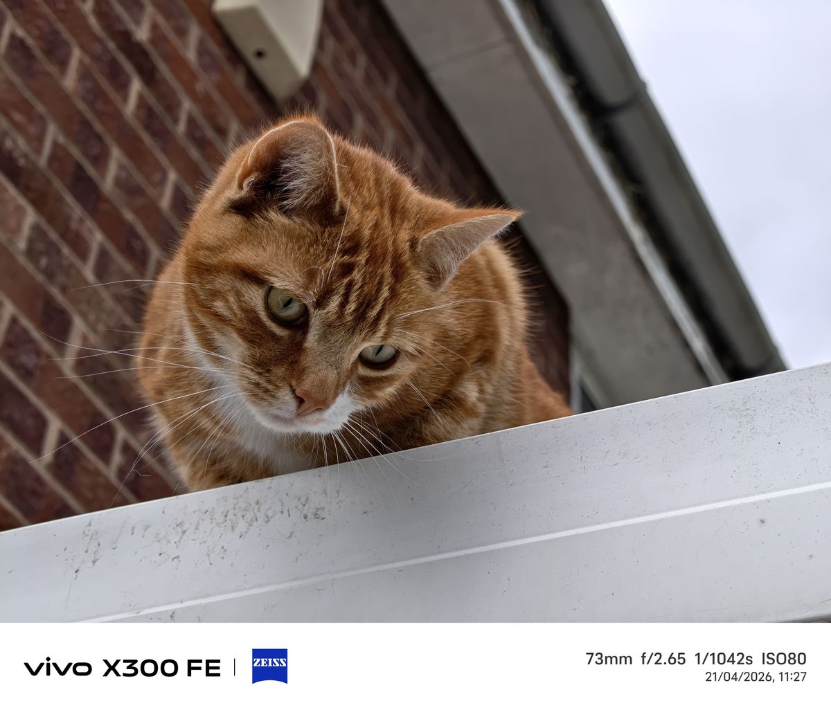 Photo samples from the Vivo X300 FE phone