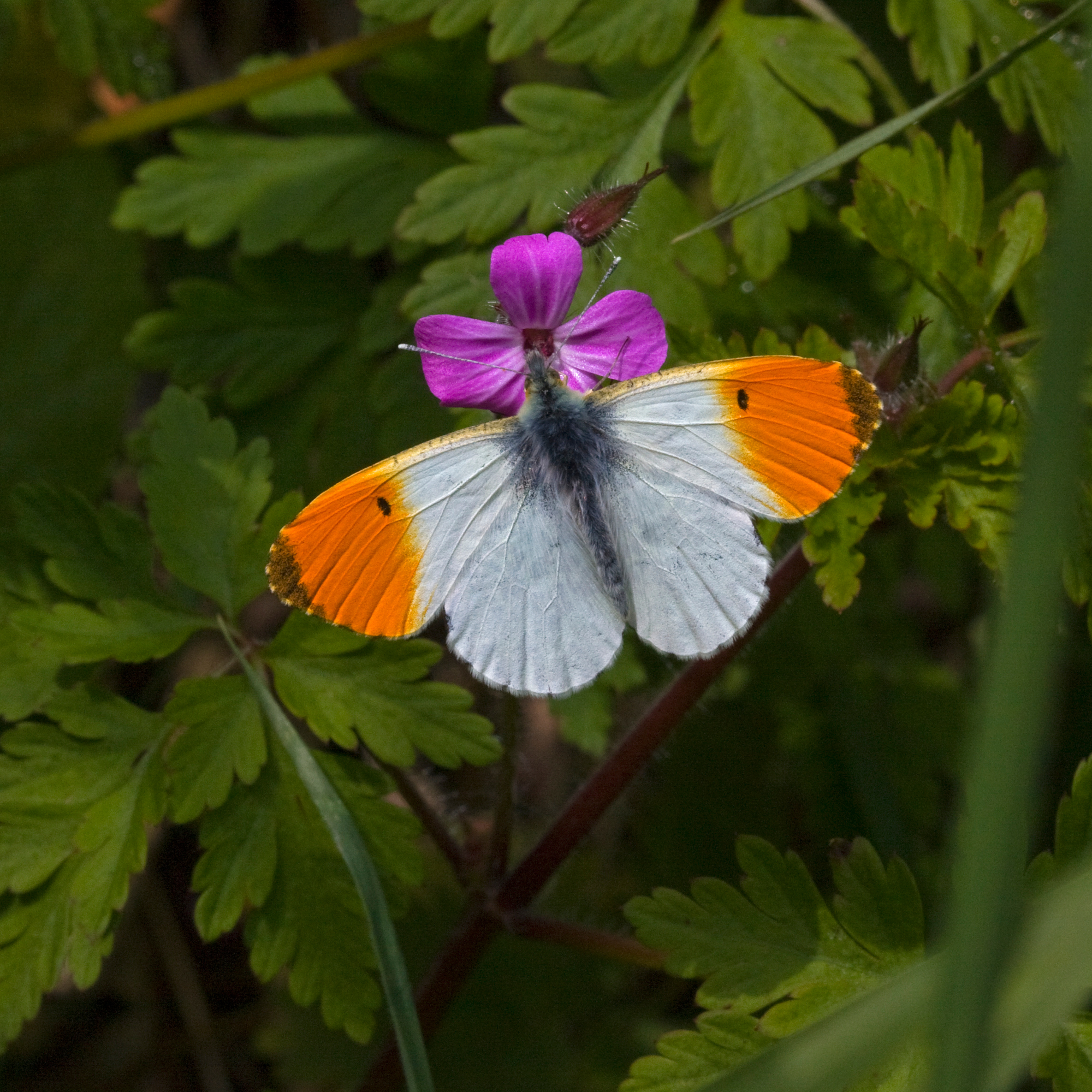 orange and white butterfly sitting on a flower of herb robert - Roger Tidman - GettyImages-528794862