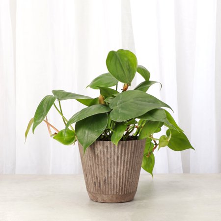 Live Heartleaf Philodendron Plant - Easy Care - 4&amp;quot; Decorative Pot Cover - Thorsen's Greenhouse
