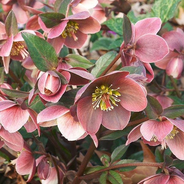 Gold Collection&amp;reg; Merlin Lenten Rose