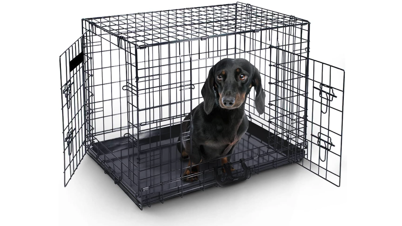 Metal crate with dachshund puppy