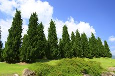 Cedar Pine Hedges