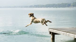 Dog jumping off pier into lake