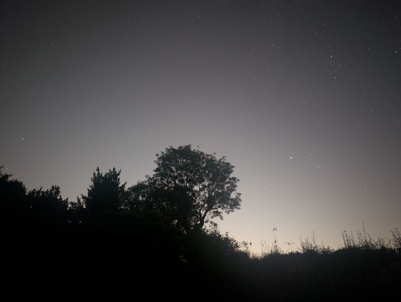 Meteor and plane trails across a clear night sky during the Perseid Meteor Shower 2026, framed by tree silhouettes and the horizon