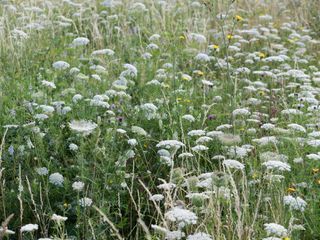 A field of white flowers