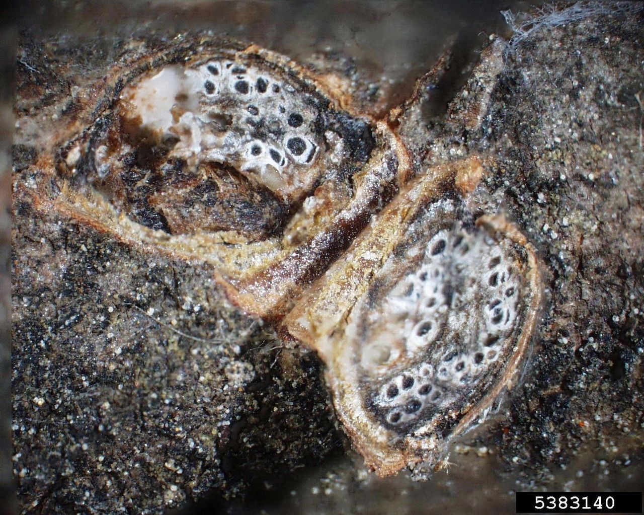 Eastern Filbert Blight Disease