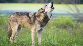 A howling wolf in a field