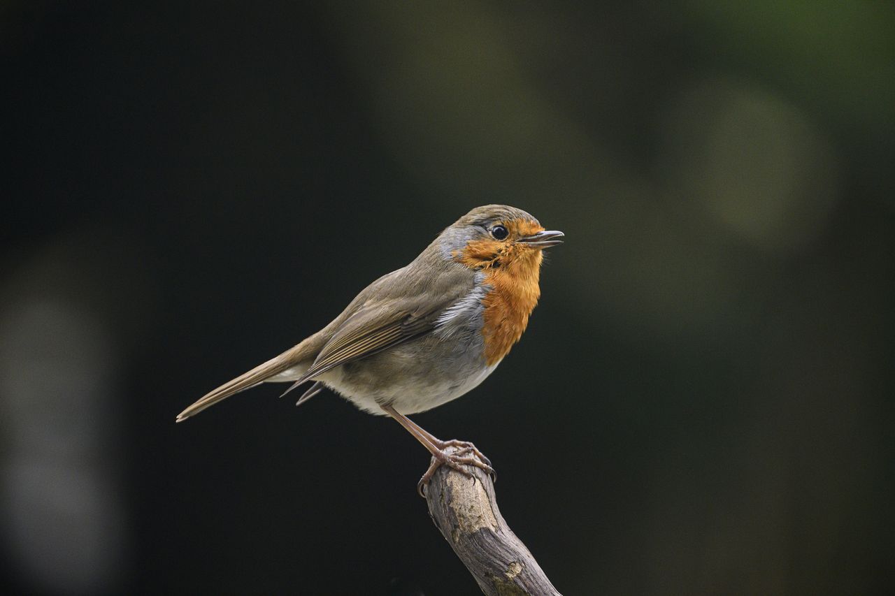 A bird perched on a branch