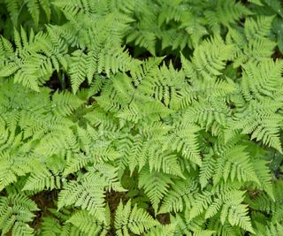 Dryopteris dilatata