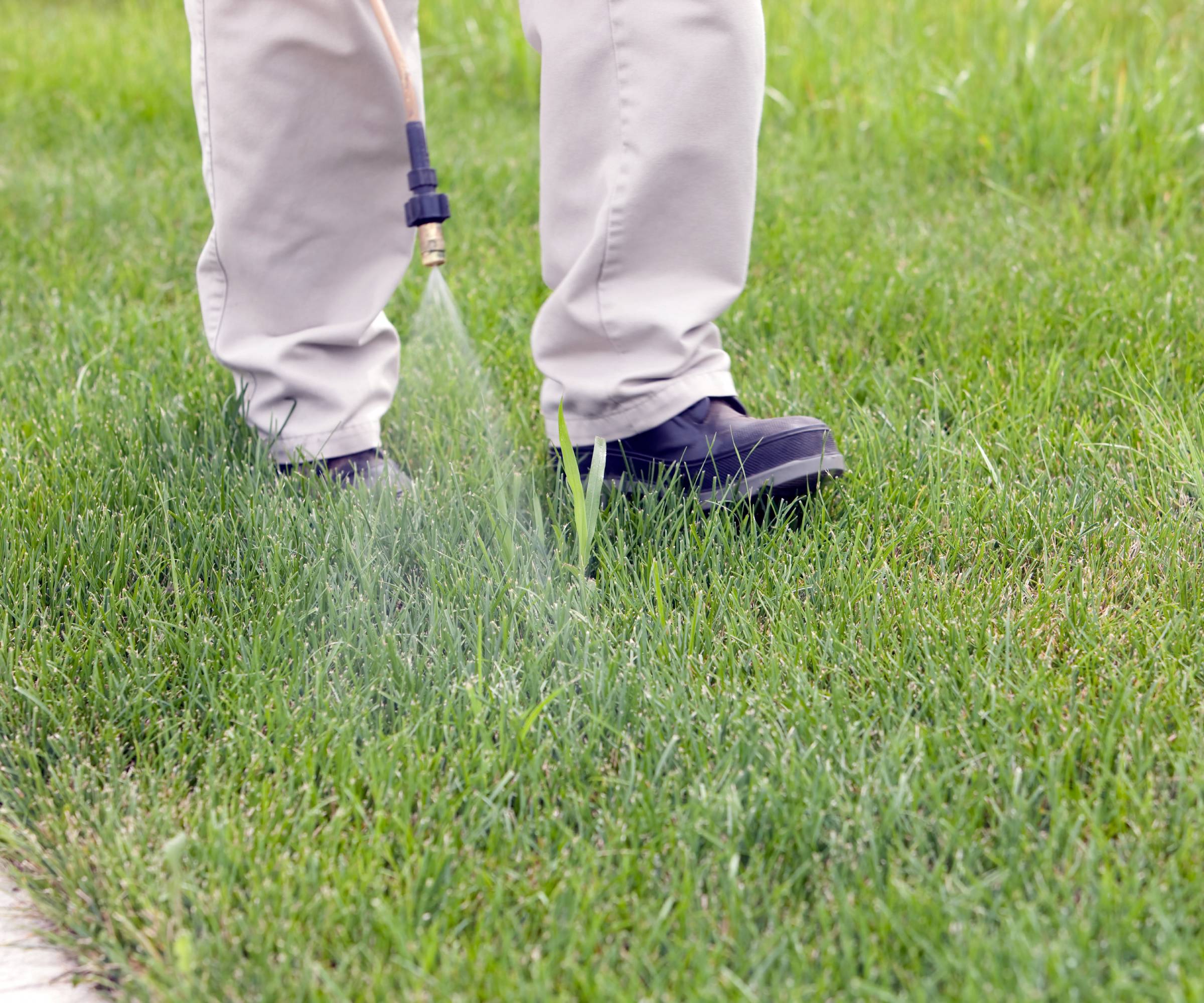 A gardener sprays a lawn with herbicide
