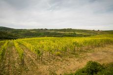 Vineyard scene in Chianti Classico
