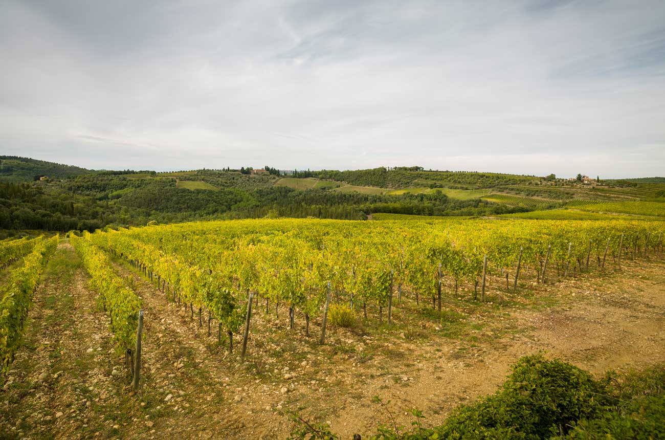 Vineyard scene in Chianti Classico