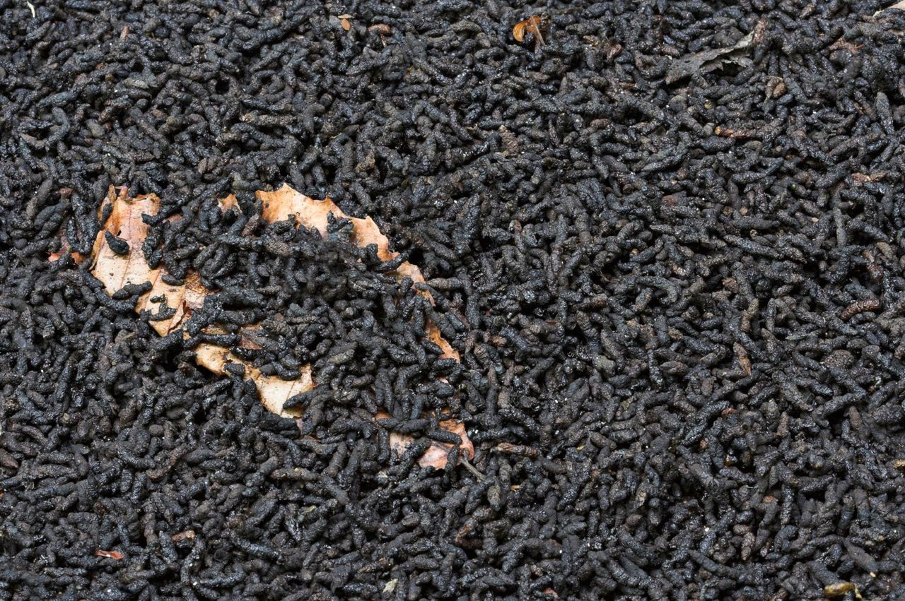 Bat Manure Compost In Garden