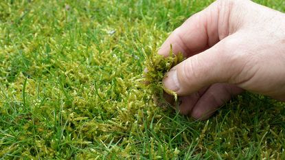 moss growing in lawn