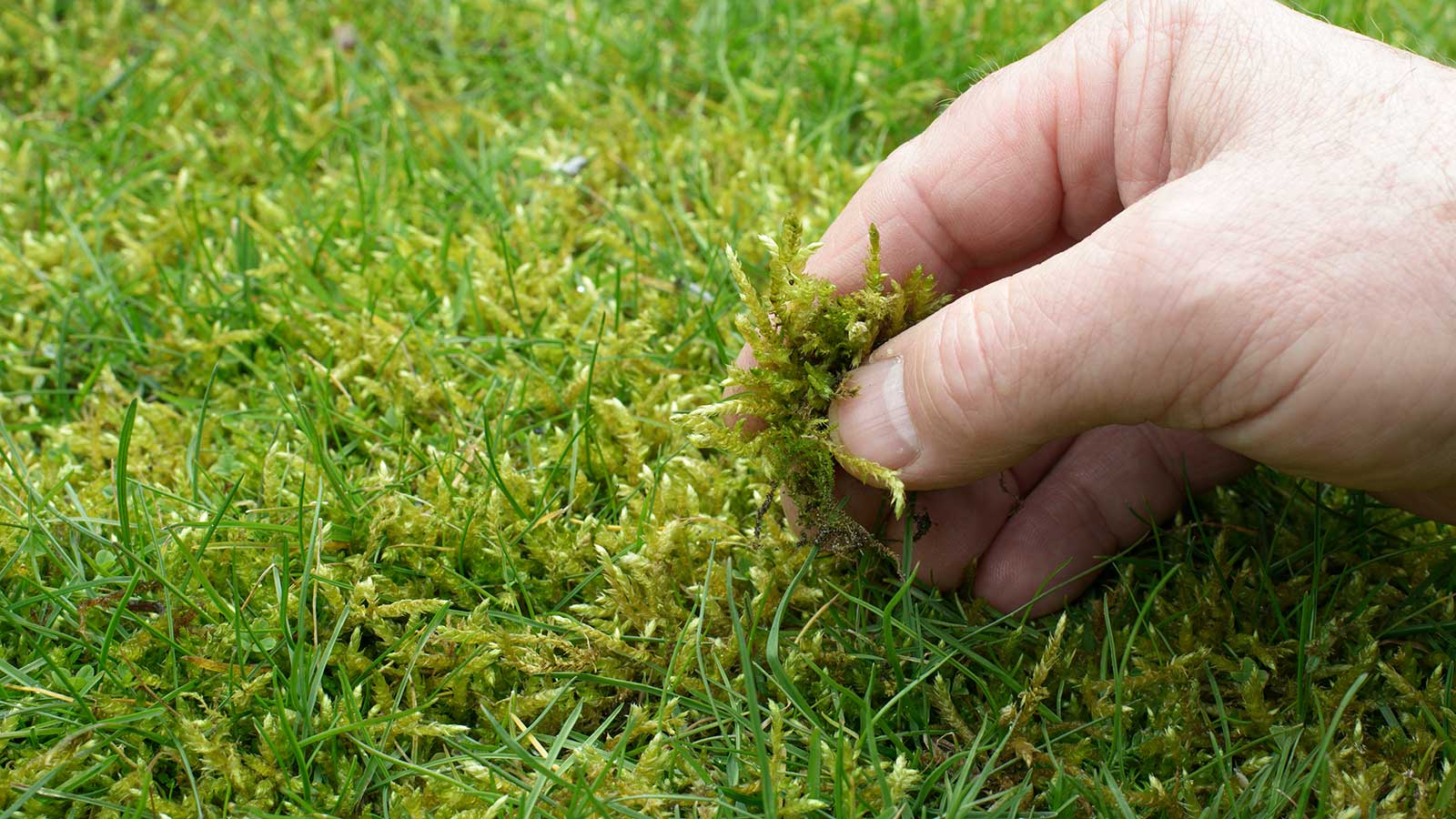 How To Get Rid Of Moss In Lawns 4