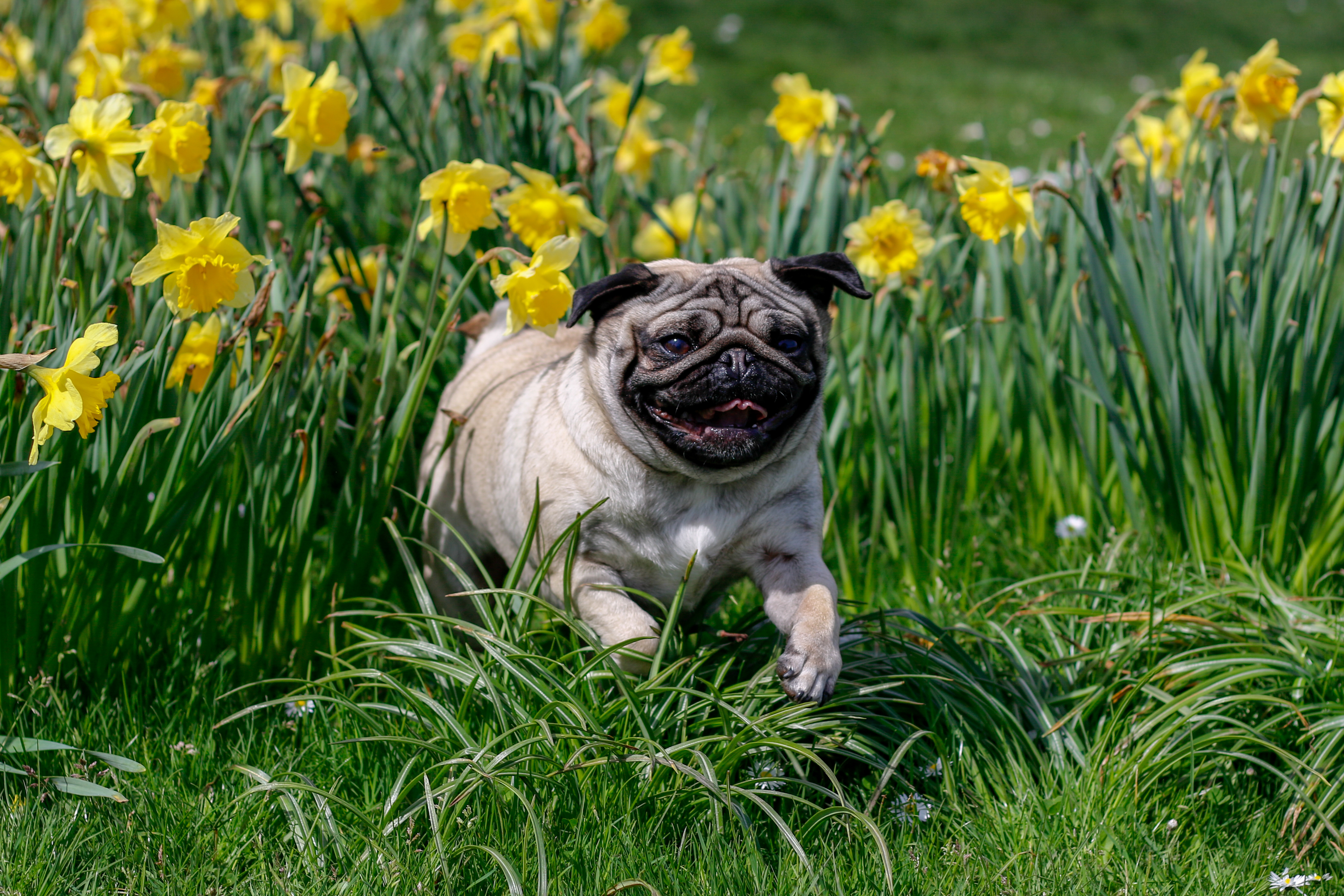 happy pug running through a patch of daffodils