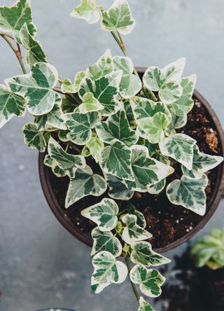 english ivy in plant pot