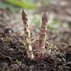 Asparagus growing in a vegetable garden