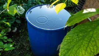 Bucket of water outside