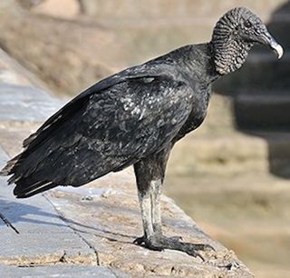 Turkey Vultures, black vulture
