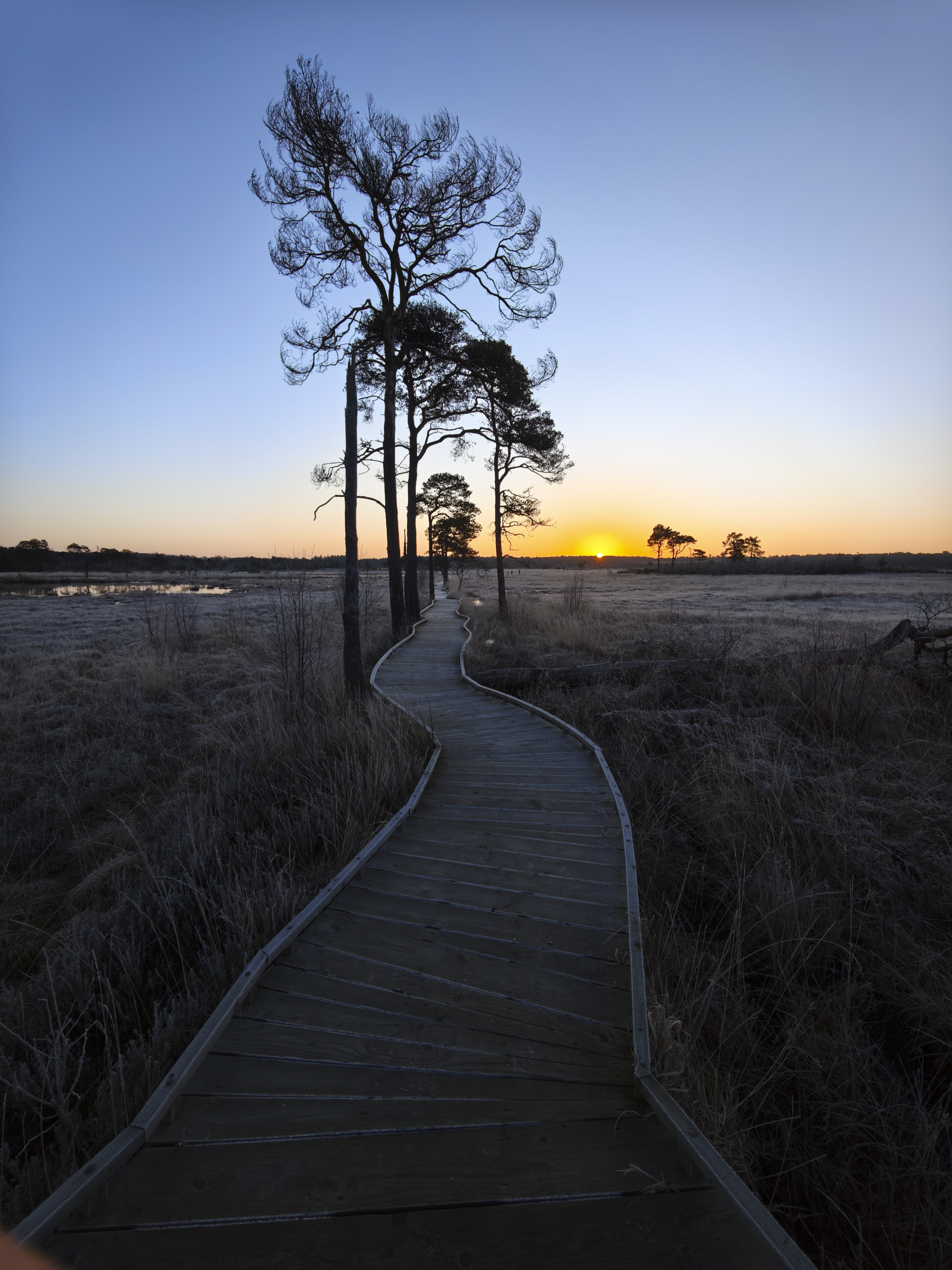 Xiaomi 15 Ultra sample photos; trees either side of a boardwalk in a common at first light