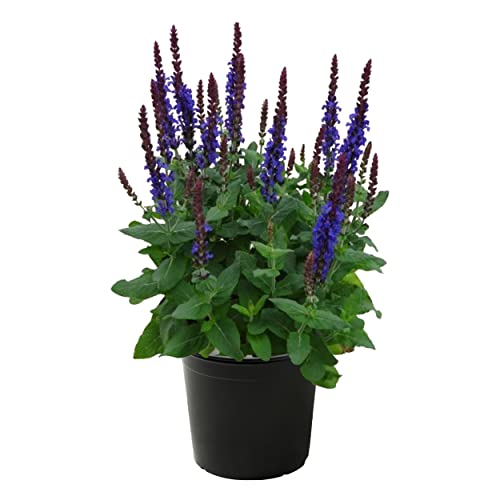 Live Salvia - Blue - Beautiful Upright Perennial - Healthy Spring Plant - 12" Tall by 6" Wide in 2.5 Qt Pot