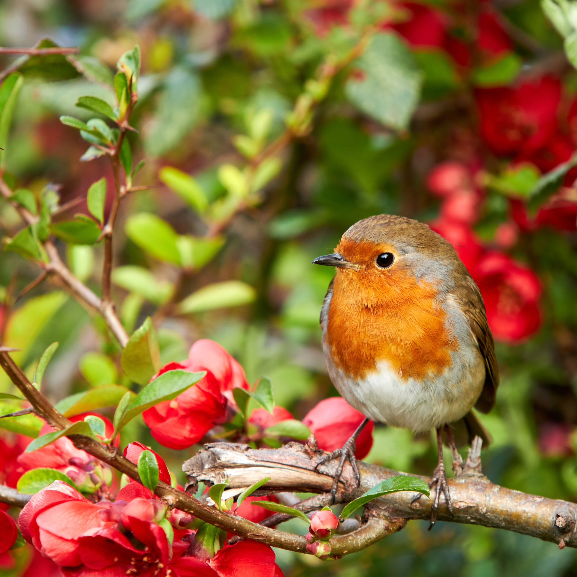 Robin perched on red flowering branch