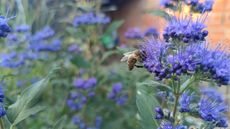 A bee pollinates the bright blue flowers of a caryopteris plant