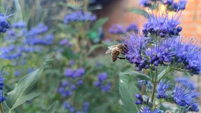A bee pollinates the bright blue flowers of a caryopteris plant