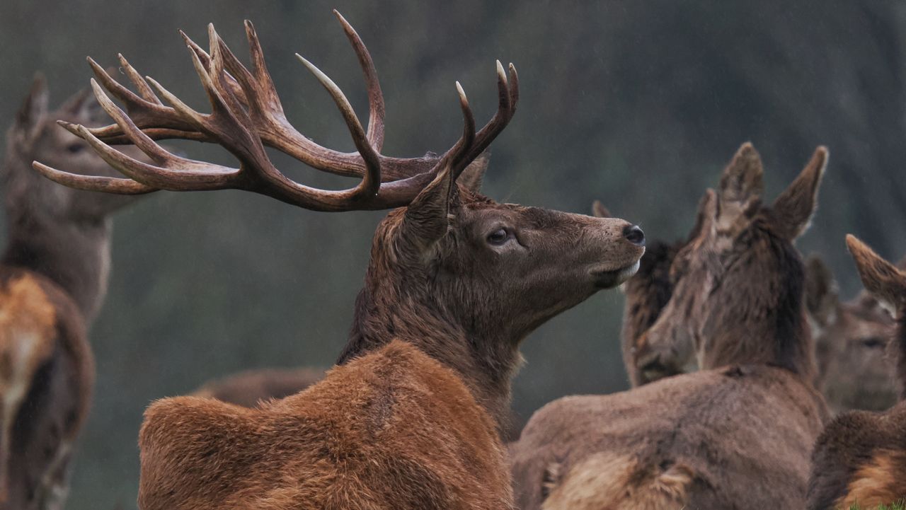 A wildlife photo taken on an OM System OM-1 Mark II mirrorless Micro Four Thirds camera