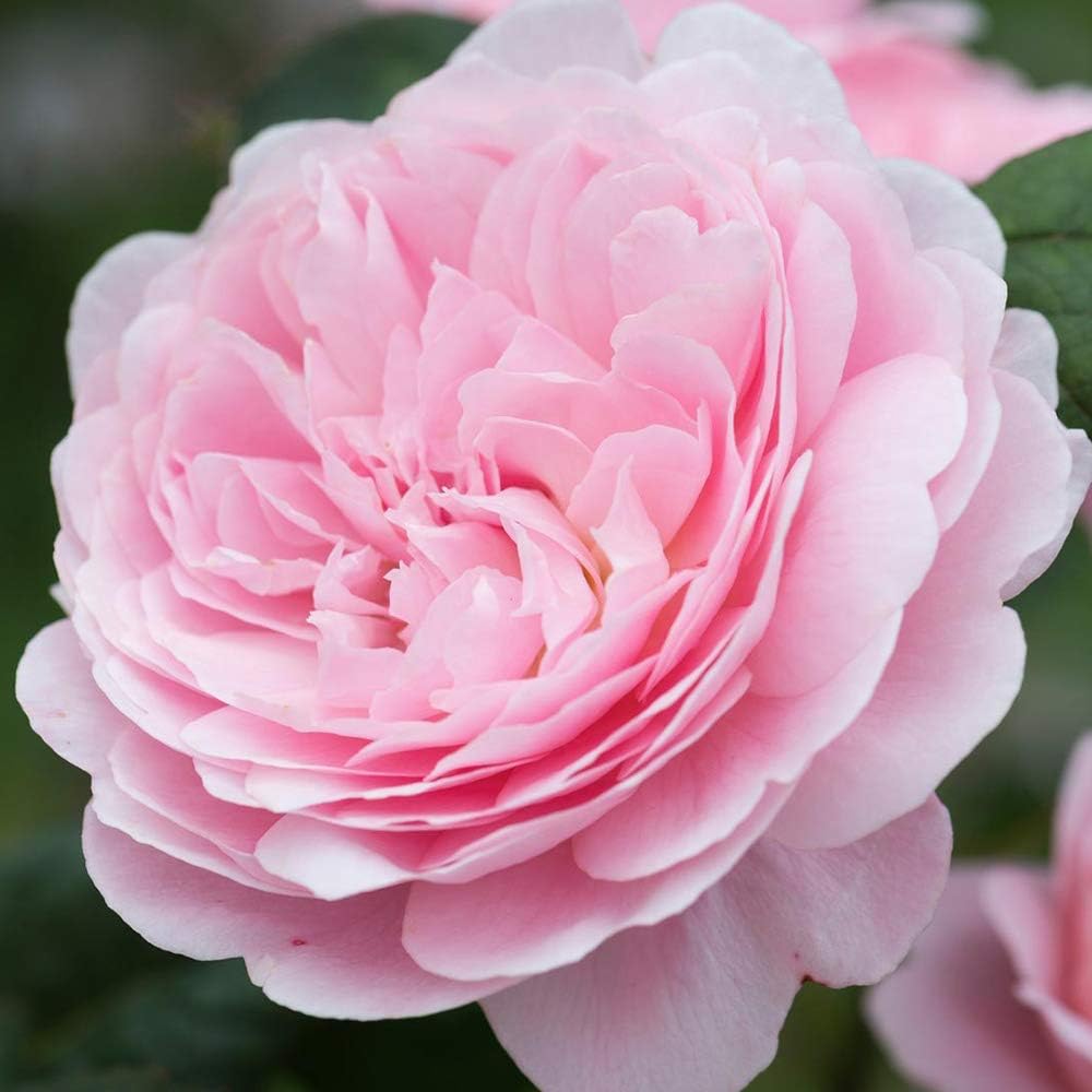 Heirloom Roses Rose Plant - Queen of Sweden&amp;reg; Pink Rose Bush, David Austin Live Plant for Planting Outdoors