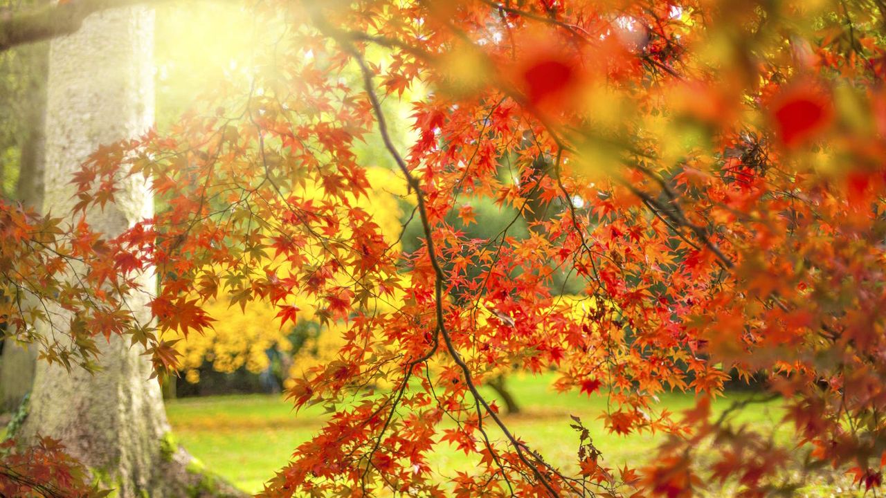 Japanese maple tree foliage in the garden