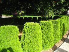 Line Of Hedges In A Garden