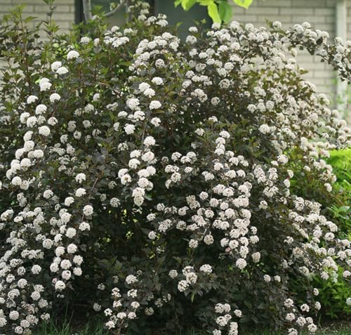 Summer Wine® Ninebark Shrub - New - Showy Flower - Hardy - Proven Winners