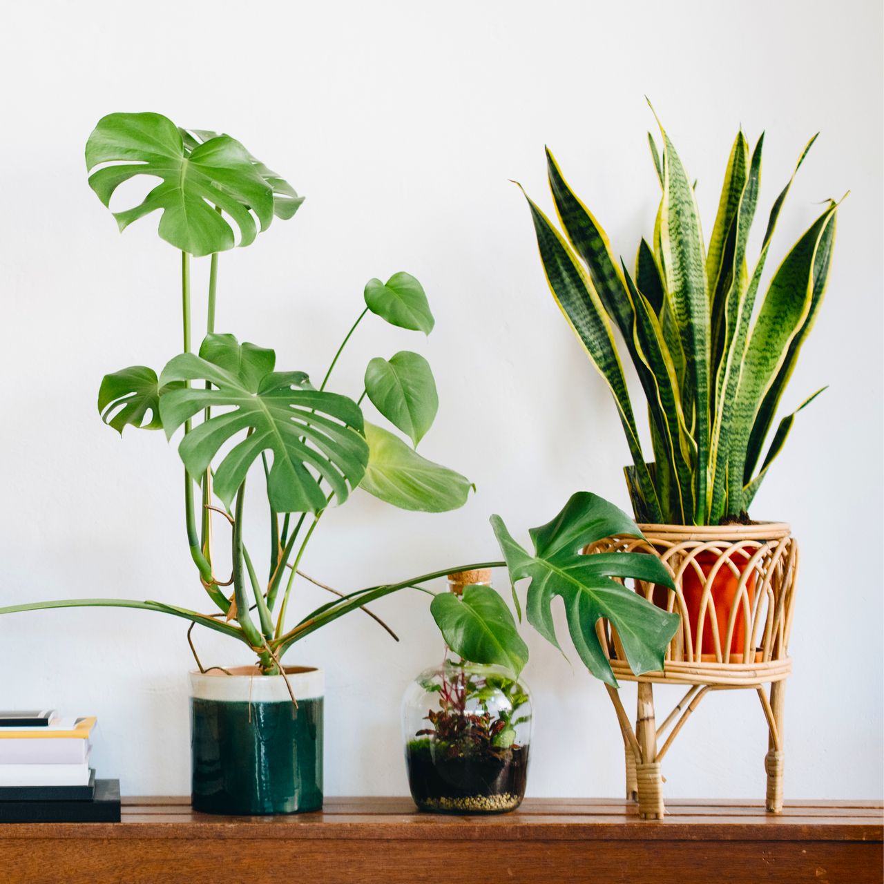 houseplants on console table