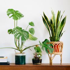 houseplants on console table