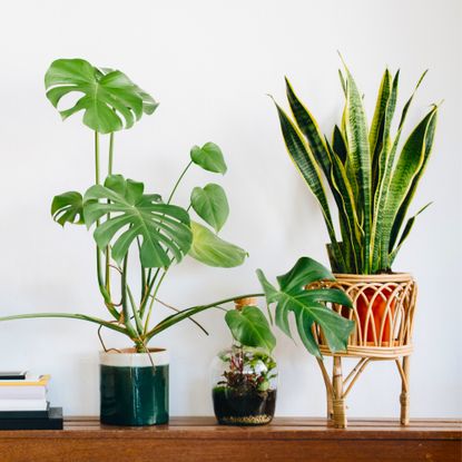 houseplants on console table