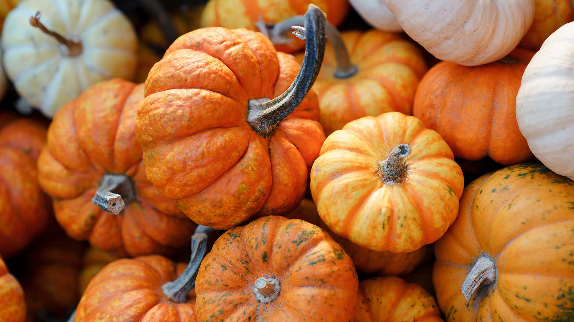 small pumpkins