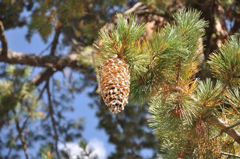 Photos: Take a Tour of California's Kings Canyon National Park | Live ...