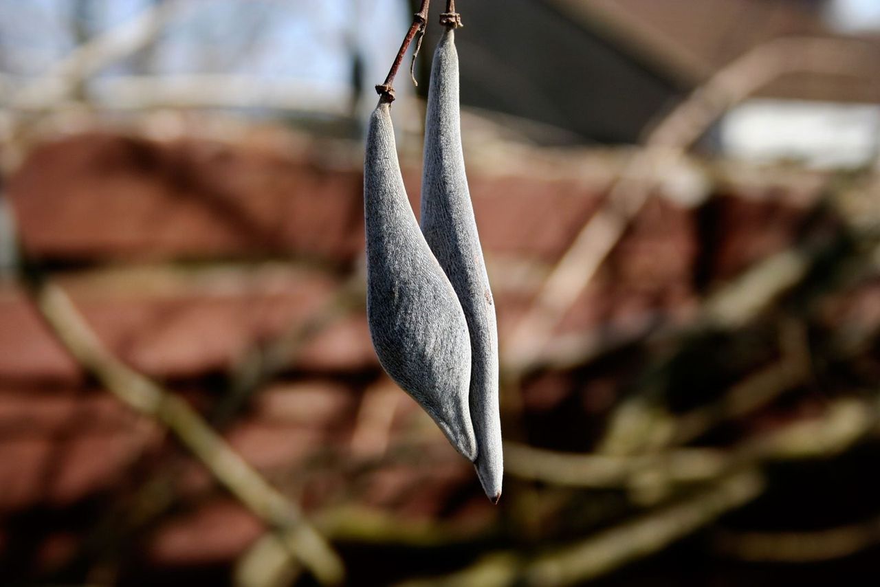 Wisteria Seed Pods