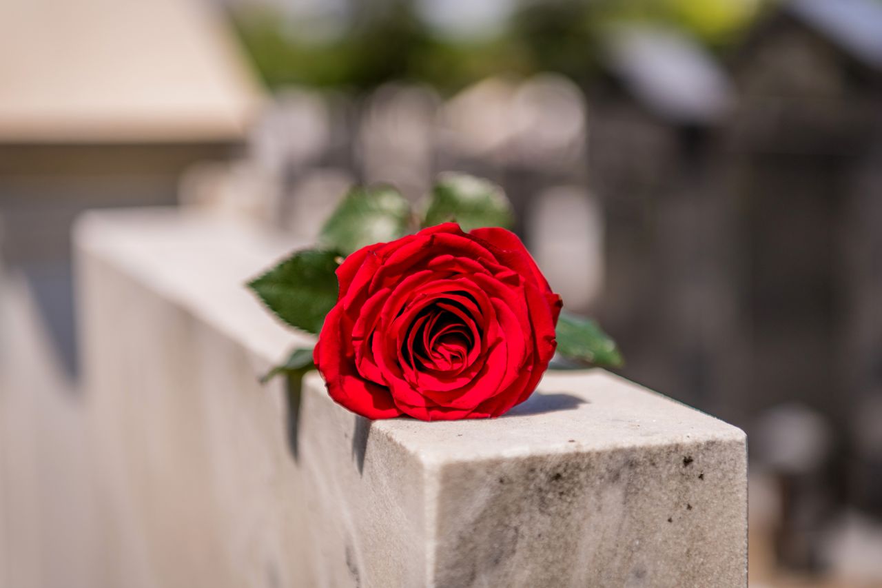 red rose on tombstone