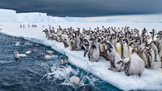 Rush hour for penguins as revealed on "Secrets of the Penguins"