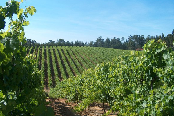 Vineyards-in-Vinho-Verde.-Credit-Wines-of-Portugal.jpg