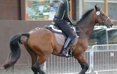 This horse is showing signs of discomfort while being ridden by a 'heavy' rider