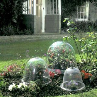 plants covered by garden cloches
