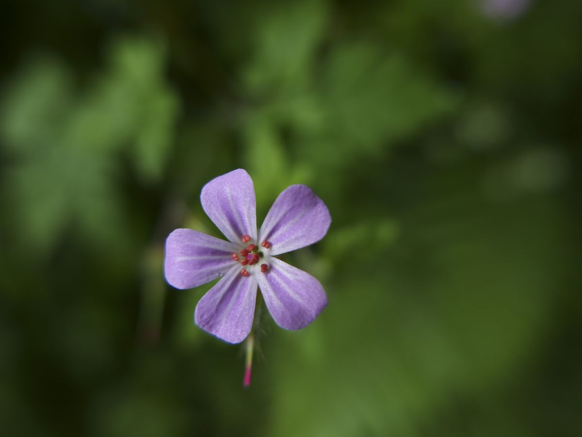 Sample image taken with the Panasonic Lumix L10; pink flower close up