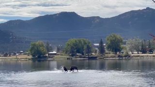 Elk fight in Rocky Mountain lake