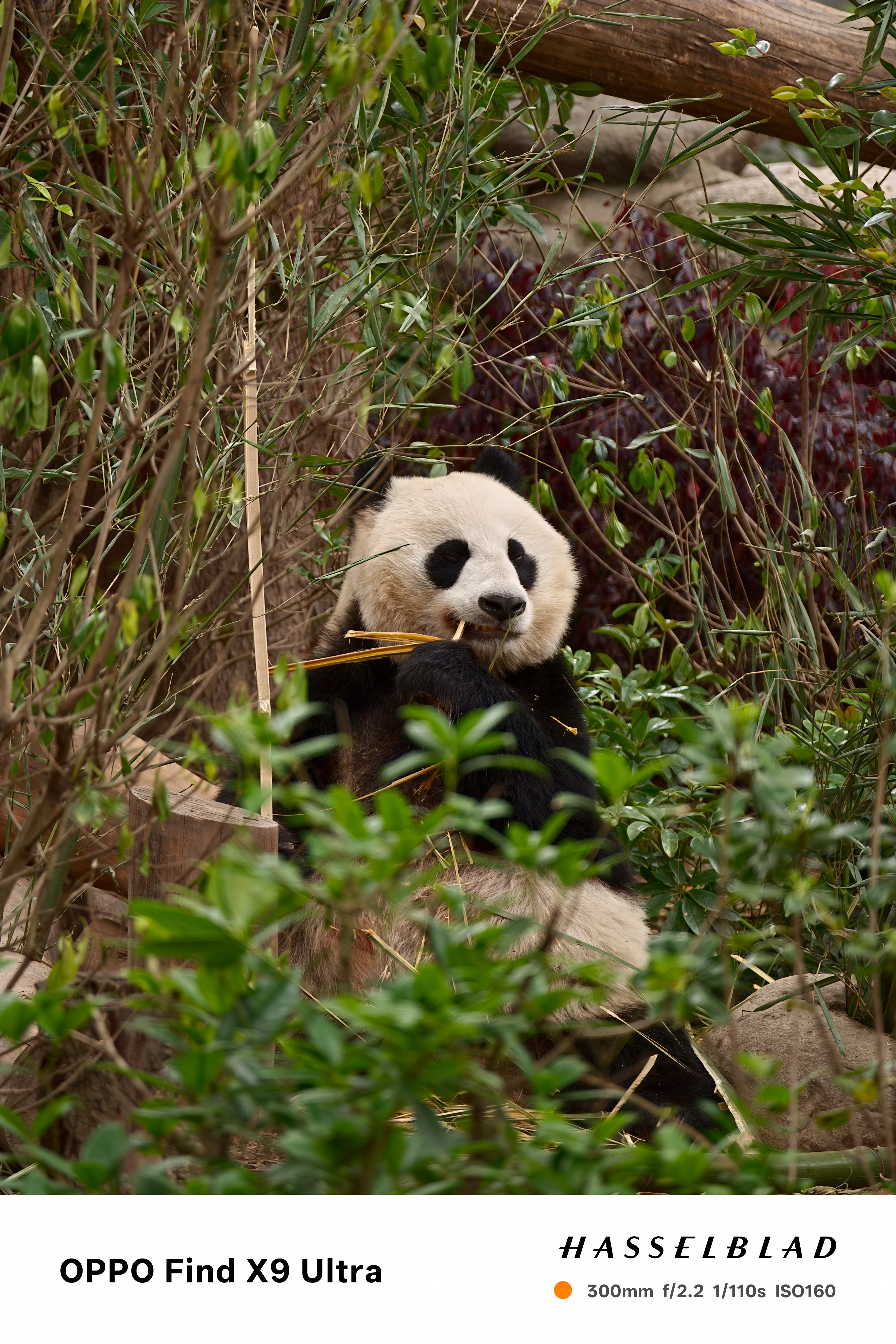 Giant panda sitting among bamboo and shrubs, chewing on a bamboo stalk in a leafy enclosure