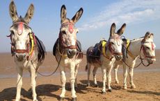 Seaside donkeys