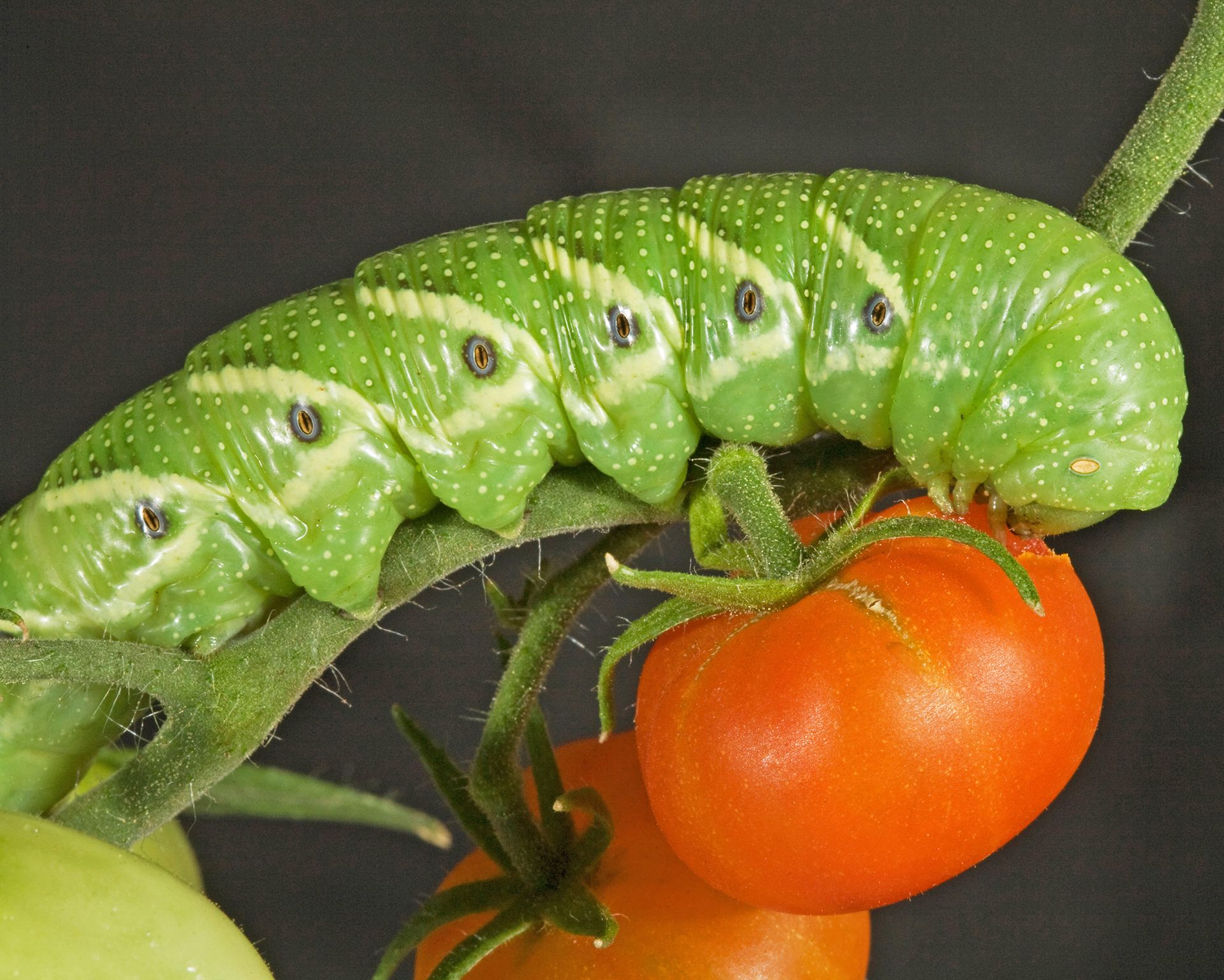 Tomato hornworm feeding on tomato